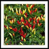 CAPSICUM TABASCO CHILLI PEPPERS (10 SEEDS) FOR 5RAND